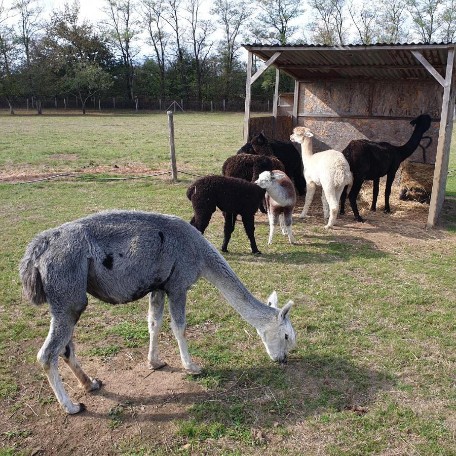 The Alpaca B&B Chalais  Exterior foto